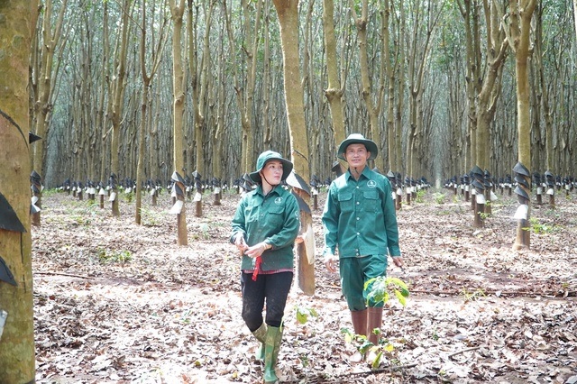 Chuyện bàn tay vàng ở Cao su Chư Sê